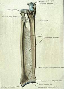 Lower Leg anatomy